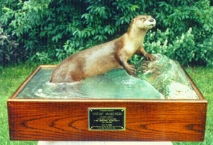 1st Place and Best Fur-Bearing Mammal 1993 ITA Competition.